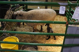 120311 Lake Farmpark Sheep