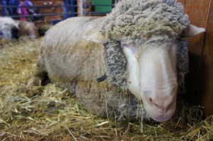 120311 Lake Farmpark Sheep Closeup