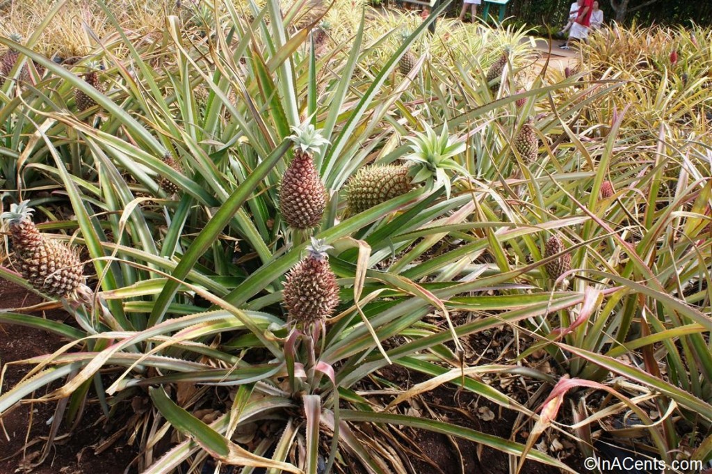 02-120615 Oahu Dole Plantation Pineapples