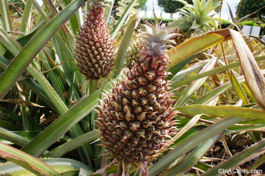 03-120615 Oahu Dole Plantation Pineapples