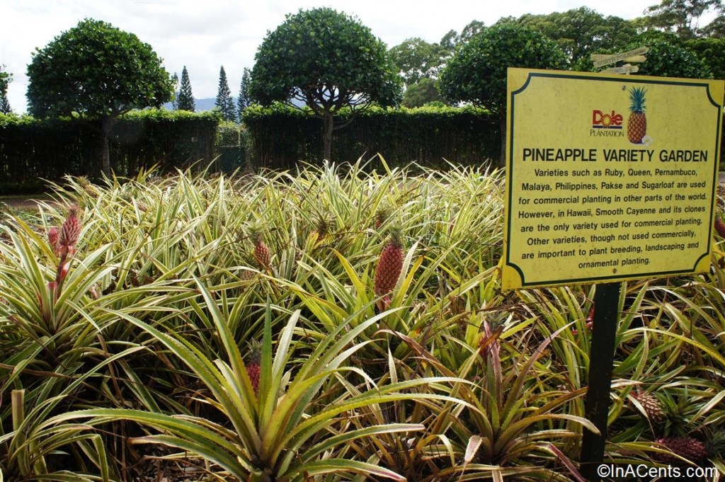 04-120615 Oahu Dole Plantation Pineapples Variety Garden