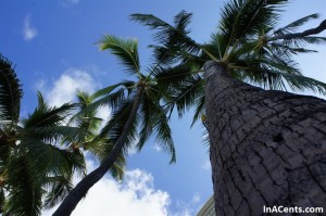 120613 Waikiki Beach Palm Trees
