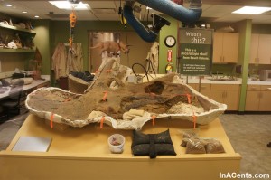 15-120707 Indianapolis Children's Museum Dinosaur Excavation