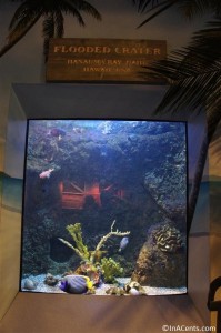 120916 Newport Aquarium Hanauma Bay Hawaii