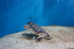 120916 Newport Aquarium Turtle to Be Released
