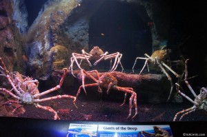 120916 Newport Aquarium Giant Crabs