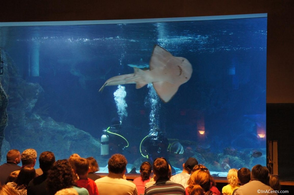 120916 Newport Aquarium Live Show with Ray Shark