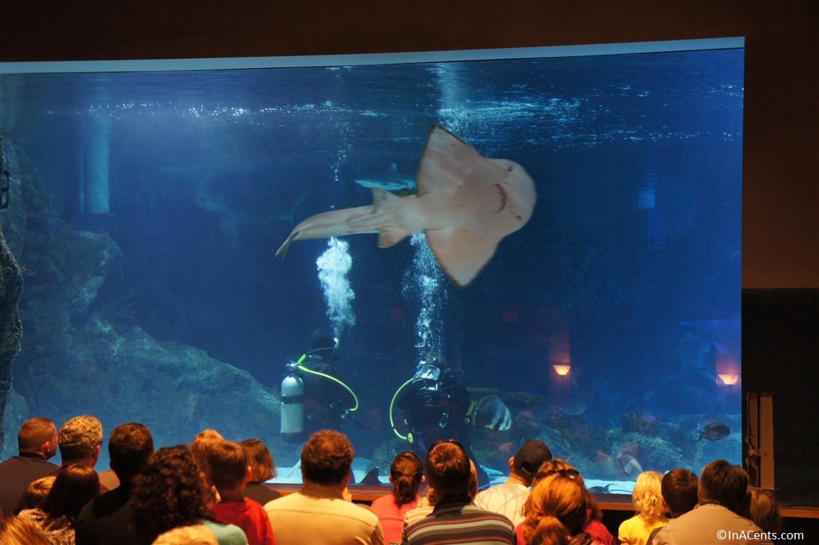 newport aquarium california shark bridge