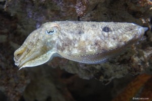 120916 Newport Aquarium Cuttlefish 01