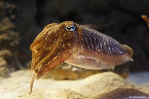 120916 Newport Aquarium Cuttlefish 02