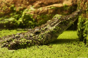 120916 Newport Aquarium Alligator