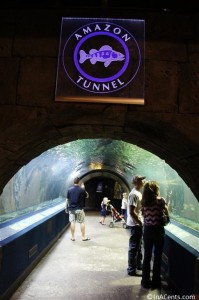 120916 Newport Aquarium Amazon Tunnel