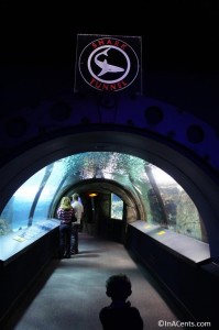 120916 Newport Aquarium Shark Tunnel
