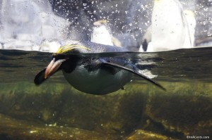 120916 Newport Aquarium Penguin