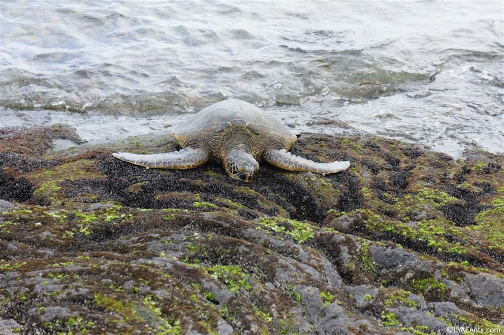 120618 Kahaluu Beach Park Sea Turtle 1
