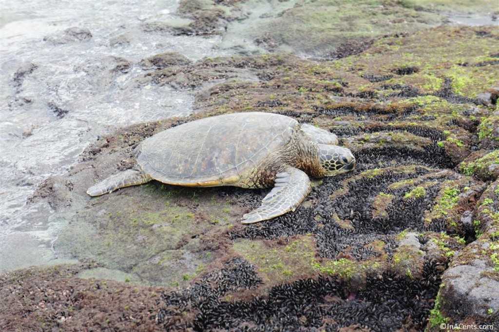 120618 Kahaluu Beach Park Sea Turtle 2