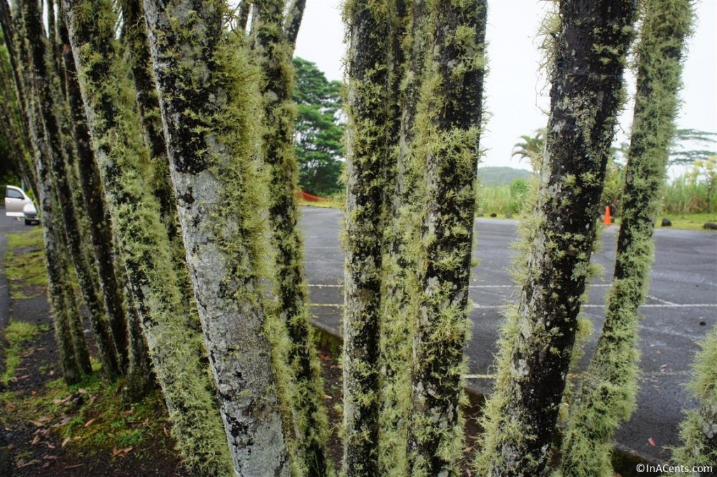 120621 Big Island, Hawaii- Akaka Falls Mossy Trees