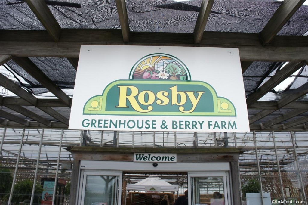 120811 Rosby Raspberry Picking