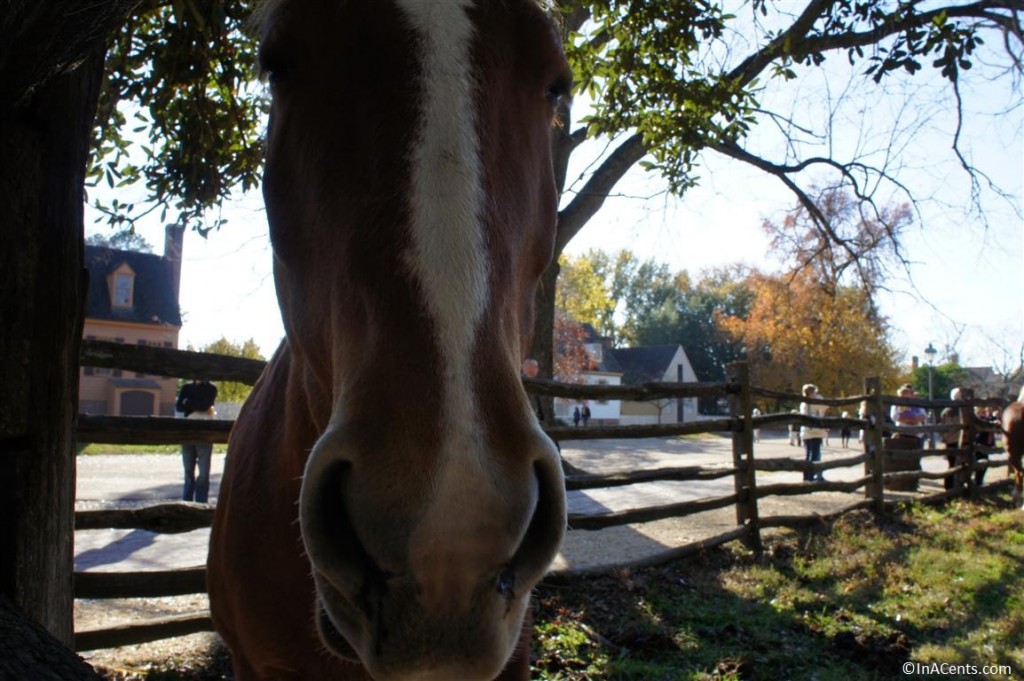 121122 Colonial Williamsburg Horse