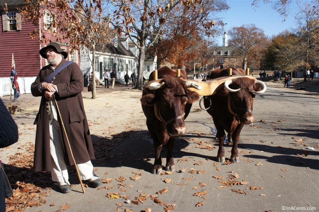 121122 Colonial Williamsburg Oxen