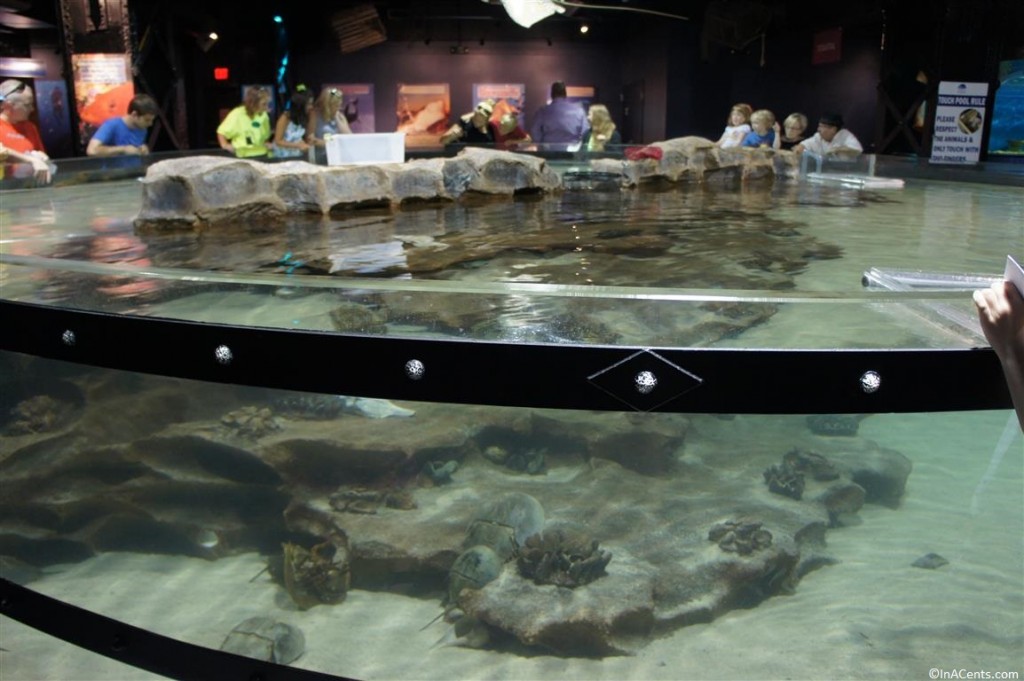 130804 Greater Cleveland Aquarium (16)