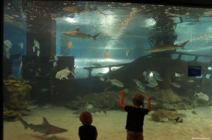 130804 Greater Cleveland Aquarium (19)
