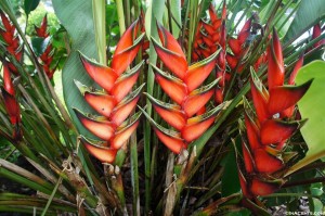 Hawaiian Flora