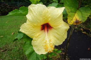 Hawaiian Flora