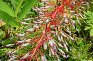 Hawaiian Flora