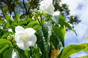 Hawaiian Flora