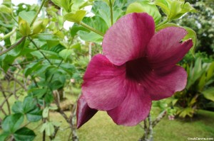 Hawaiian Flora