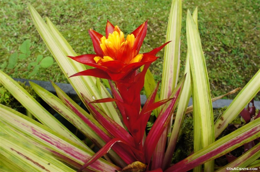 Hawaiian Flora