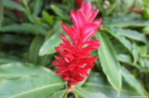 Hawaiian Flora