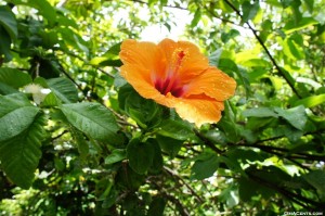 Hawaiian Flora