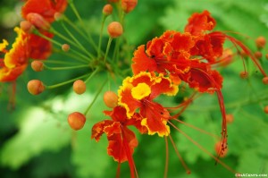 Hawaiian Flora