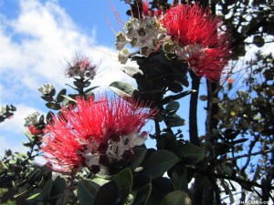 Hawaiian Flora