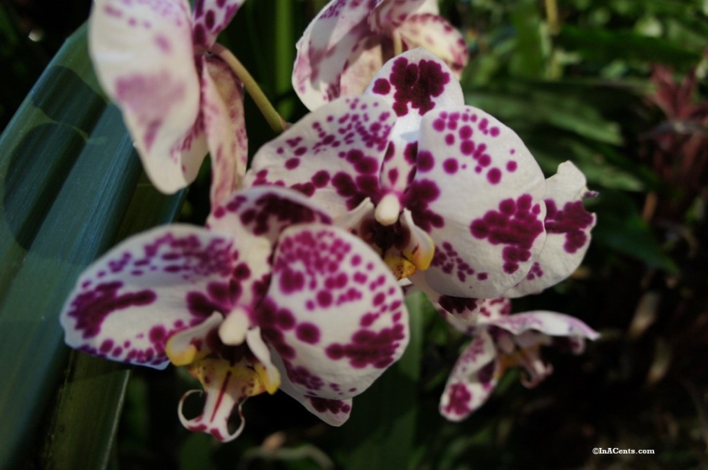 160224 Orchid Mania Cleveland Botanical Gardens (1)
