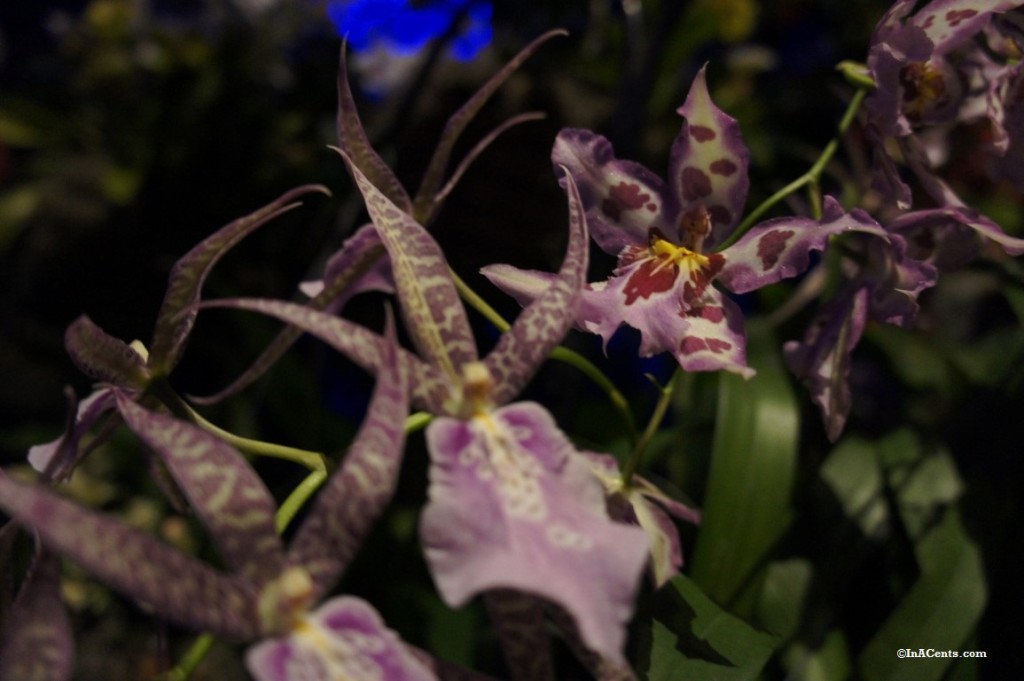 Review Orchid Mania (Cleveland Botanical Gardens)