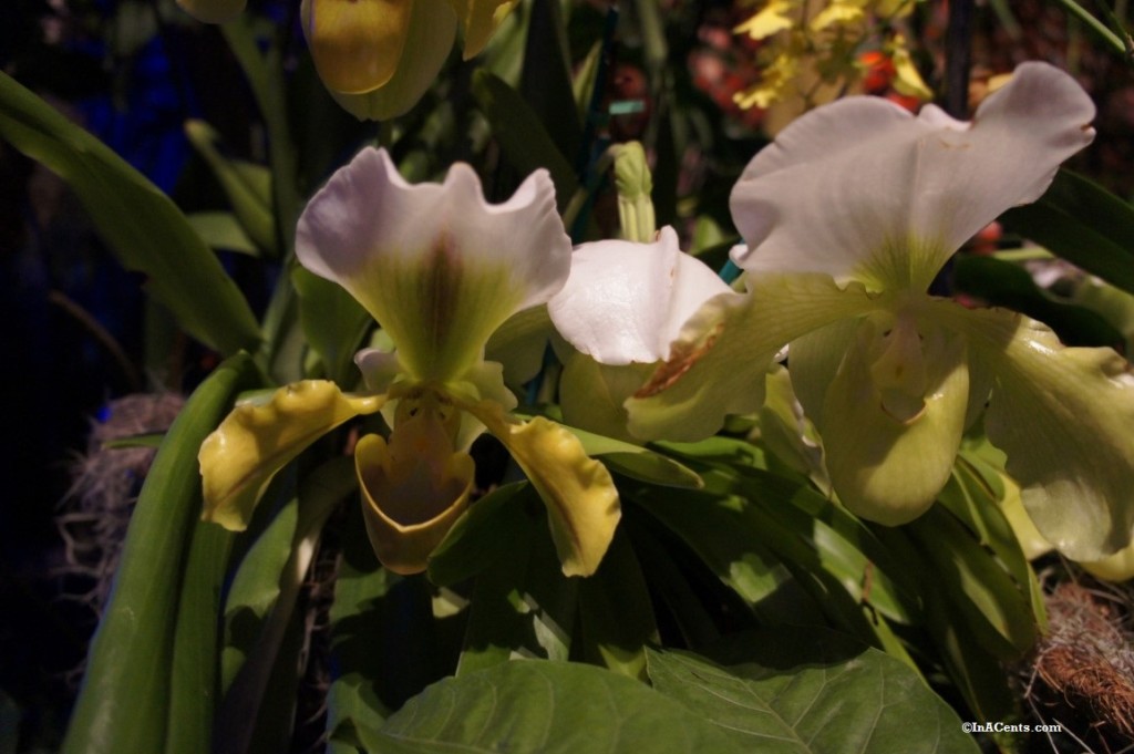 160224 Orchid Mania Cleveland Botanical Gardens (5)