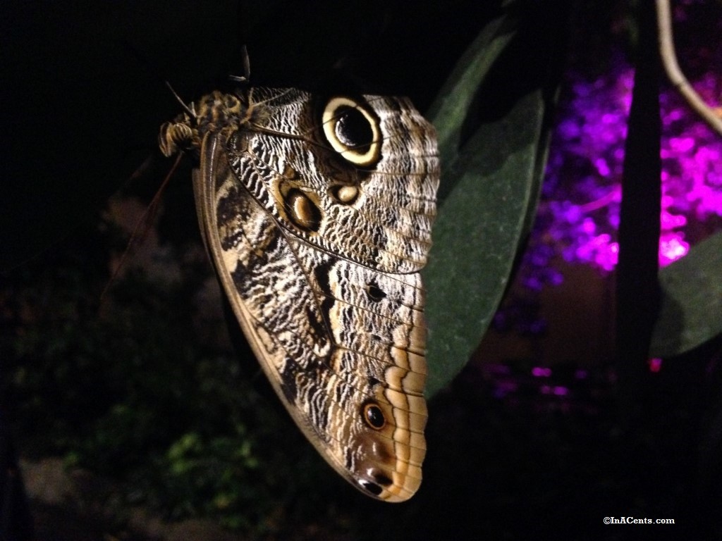 160224 Orchid Mania Butterfly Cleveland Botanical Gardens (7)