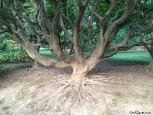 Missouri Botanical Gardens Tree