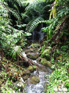 120621 Big Island, Hawaii- Akaka Falls Rainforest 1