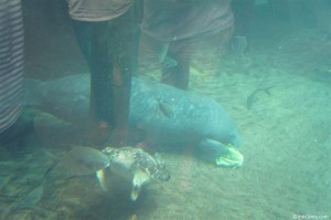 120902 Columbus Zoo Manatee