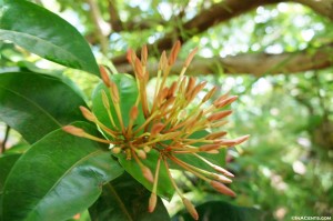 Hawaiian Flora