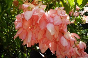 Hawaiian Flora