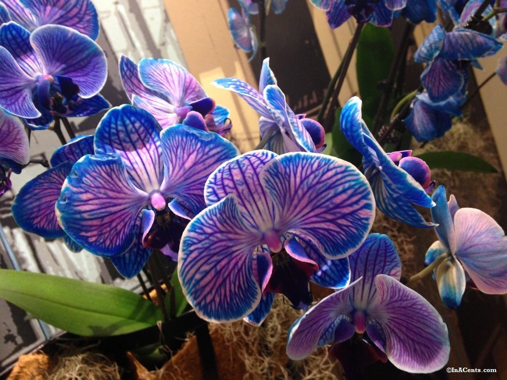 Review: Orchid Mania (Cleveland Botanical Gardens) - InACents.com